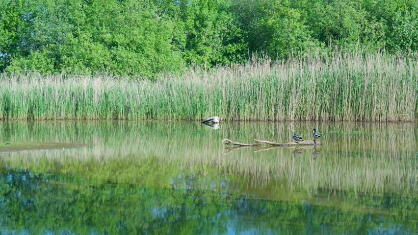 Tranquil pond scene with two mallard ducks