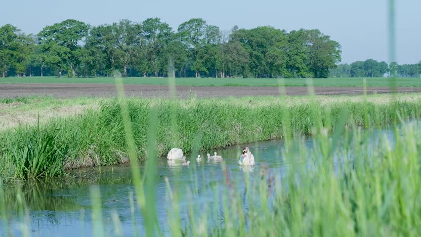 Swan family swimming with cygnets in a ditch