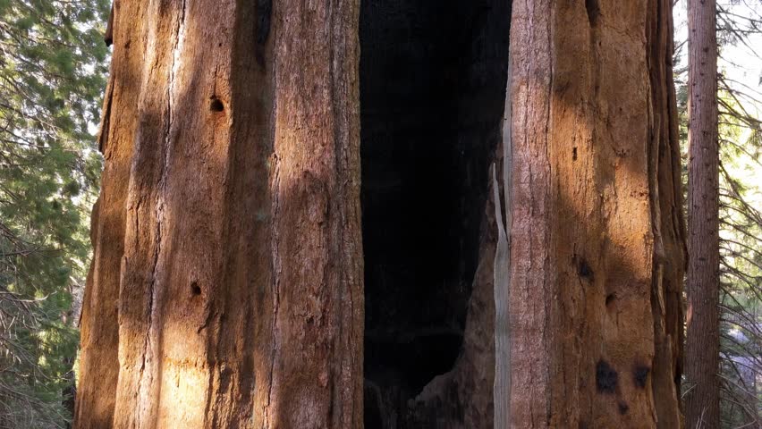 Aerial drone footage captures the massive trunk of a giant sequoia tree with textured bark and a natural fire scar cavity, surrounded by forest near Sequoia and Kings Canyon National Park, California.