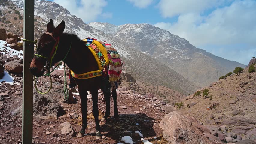 Domesticated mule wearing a traditional colorful saddle standing on a trekking trail in the Toubkal National Park in the High Atlas Mountains