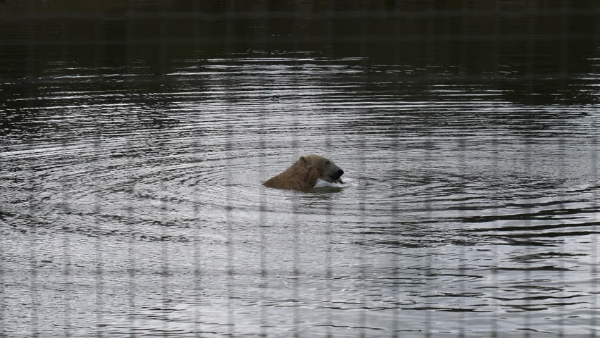 Polar bear swimming in the pond and playing with floating box. View through wire net.