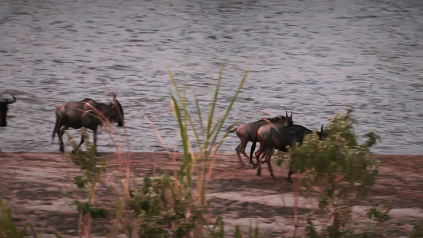 An emotional scene of a young wildebeest looking for his lost mother, after successfully making it across the river without her, during the Great Migration in Serengeti National Park, Tanzania, Africa