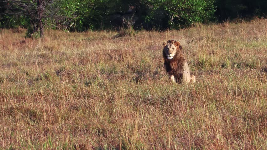 A majestic male lion poses toward the camera in the vast open plains of the Serengeti National Park, Tanzania. Iconic African safari scene showcasing power, dominance, big cats, and wild nature