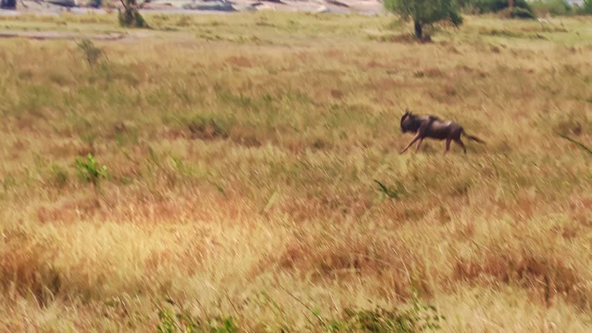 A zoomed-in handheld video of a wildebeest herd gathering and stampeding preparing to cross a river during the Great Migration in Serengeti, Tanzania.