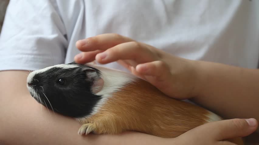 guinea pig is comfortably positioned in the child