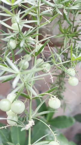Close-up of green asparagus fern berries swaying gently in the wind.