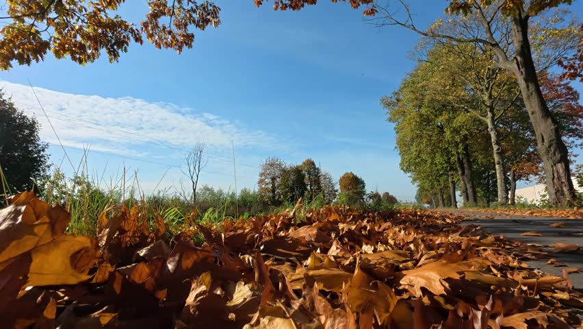Low Angle Cinematic Autumn Road with Fallen Leaves Pile Under Blue Sky and Colorful Fall Foliage Trees