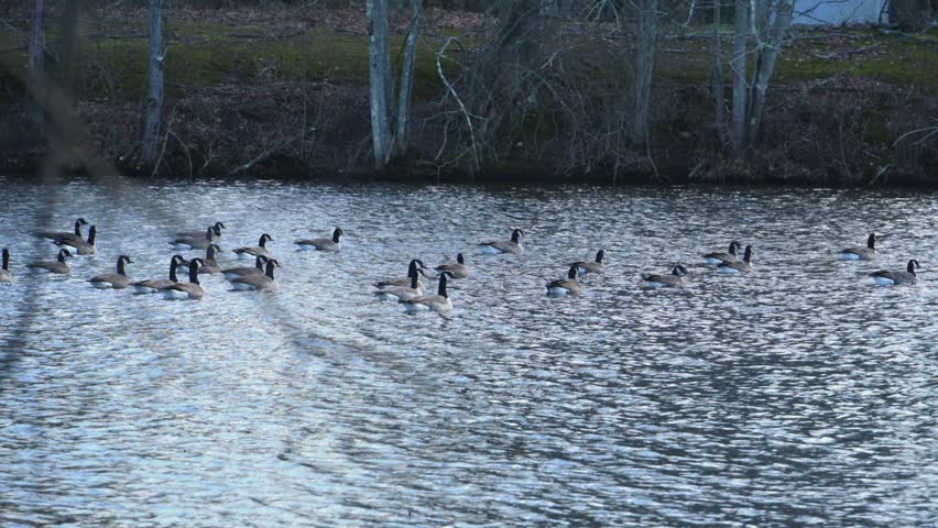 Canada Geese (Branta canadensis) are swimming in the Delaware and Raritan Canal within a local park in New Jersey, USA. They are highly adaptable creatures, frequently found in urban parks, lakes, and cultivated habitats where they graze on grasses and seeds. These geese are known to be monogamous, often mating for life, and can become quite territorial and aggressive during breeding season.