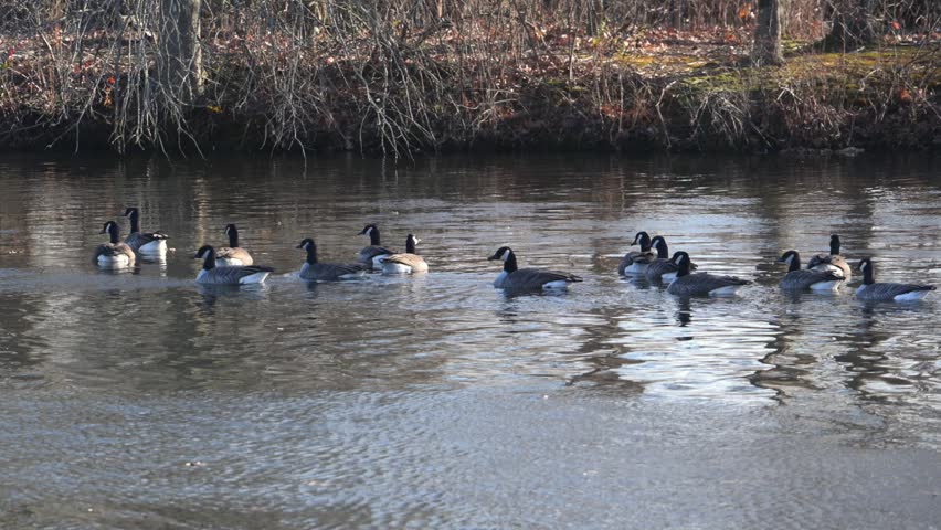 Canada Geese (Branta canadensis) are swimming in the Delaware and Raritan Canal within a local park in New Jersey, USA. They are highly adaptable creatures, frequently found in urban parks, lakes, and cultivated habitats where they graze on grasses and seeds. These geese are known to be monogamous, often mating for life, and can become quite territorial and aggressive during breeding season.
