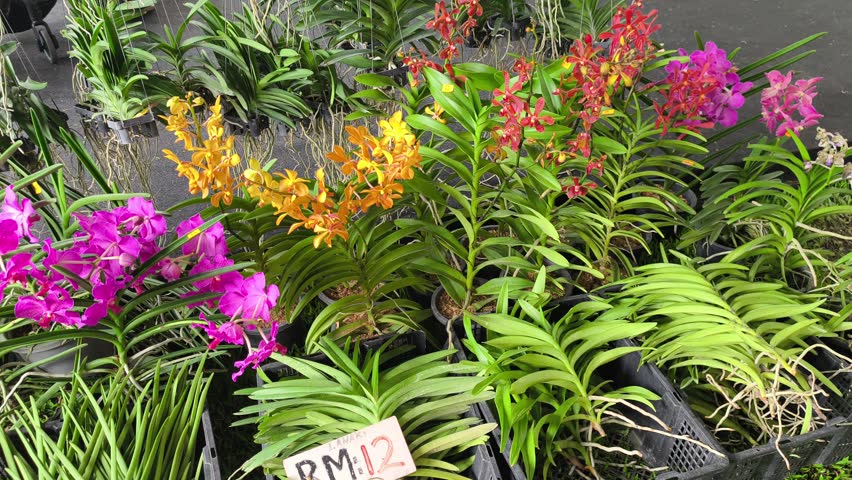 Various orchid seedling species grow in polybags inside a commercial nursery. Customers browse the selection. They choose their favorite young plants.
