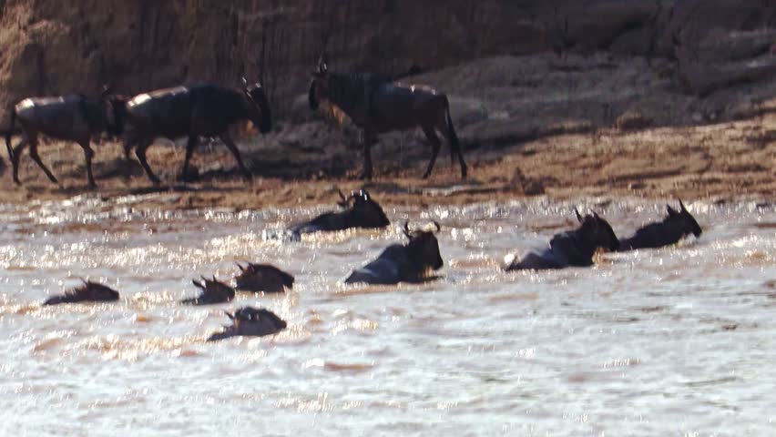 Intense wildebeest river crossing during the Great Migration in Serengeti National Park at sunset. Frantic herd battles currents and lurking Nile crocodiles in dramatic African wildlife scene.