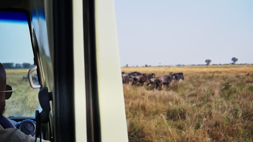 A zoomed-in handheld video of a wildebeest herd gathering and stampeding preparing to cross a river during the Great Migration in Serengeti, Tanzania.