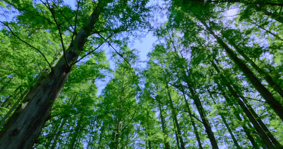 The refreshing blue sky of early summer and the lush green metasequoia trees lining the street.