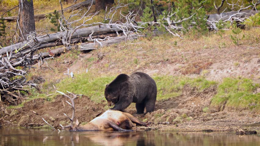 Grizzly Bear with a recently killed elk on the shore of the Yellowstone River in Yellowstone National Park, Wyoming.