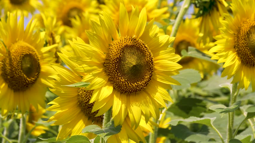 Close Up View of Blooming Sunflowers in Agricultural Field