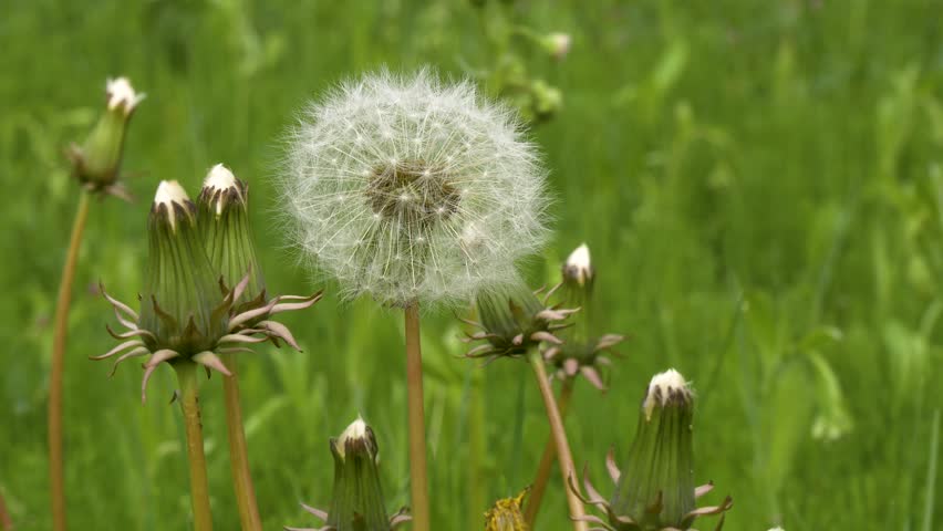 Close Up of Matured Dandelion Seed Head and Buds in Green Grass