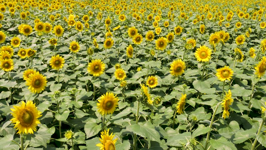 Endless Yellow Sunflowers Blooming in Agricultural Field on a Sunny Day