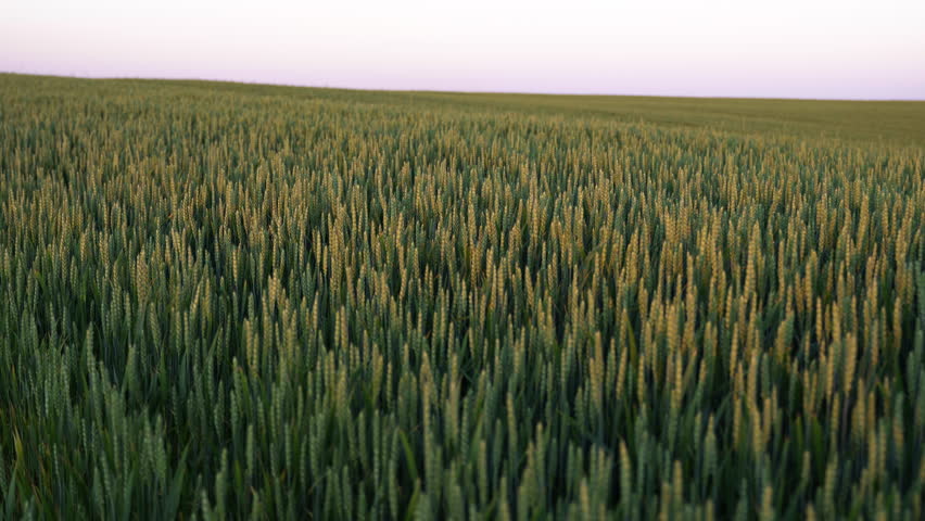 Green wheat field swaying in the wind during a scenic rural sunset with a beautiful pinkish sky and gentle breeze