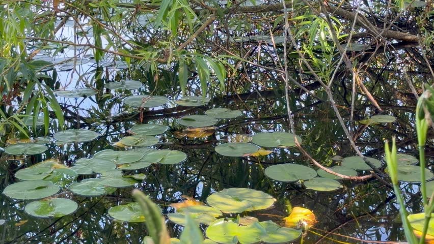 Lily pads in a marsh at Green Lake in Seattle