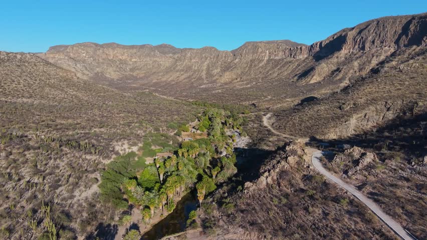 BAJA CALIFORNIA, MEXICO - JUNE 19, 2026: A breathtaking aerial perspective exploring a deep, rugged canyon in the Baja California desert. The shot reveals a hidden, vibrant green oasis filled with lush palm trees and vegetation that follows the natural curves of a winding dry riverbed, standing in stark contrast to the surrounding arid, rocky mountain peaks.