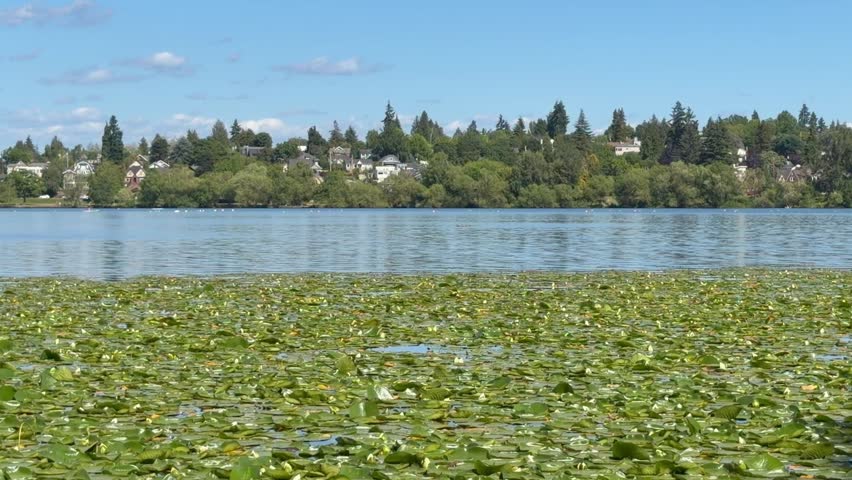 Lily pads at Green Lake in Seattle