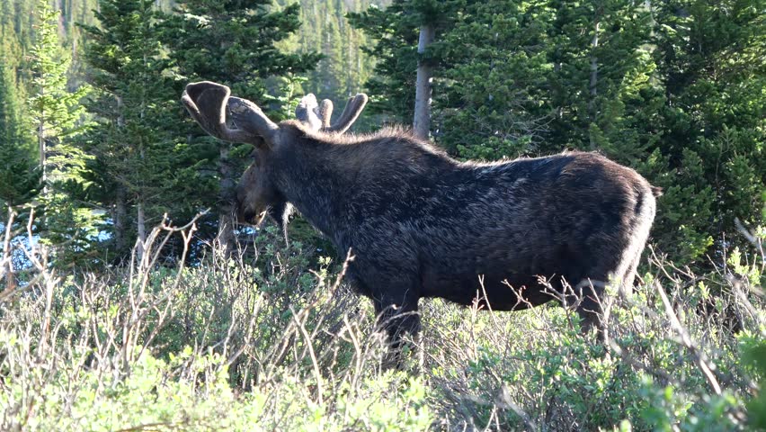 Bull Moose Approaching Camera in Forest Near Brainard Lake Colorado 4K