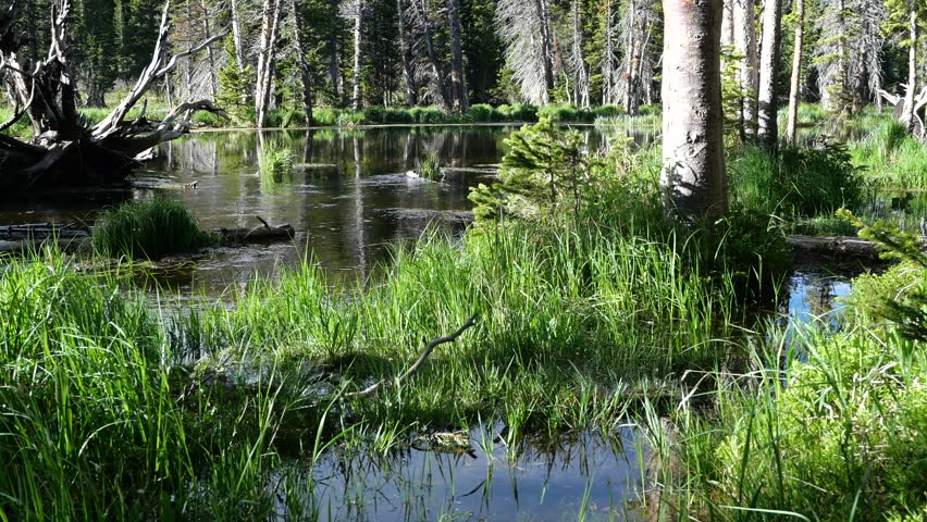 Small Mountain Stream Flowing Through Forest Wetland Near Long Lake Colorado 4K