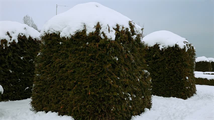 Close Up of Dense Evergreen Hedge with Snow in Winter Garden