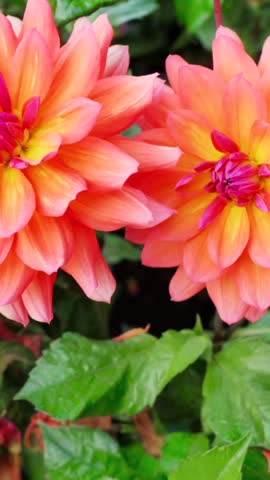 Two vibrant orange flowers are blooming among green leaves. The flowers have a layered petal structure. They display rich colors and intricate details.