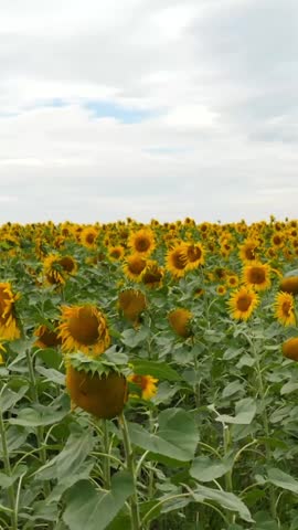 A field filled with bright sunflowers swaying in the breeze under a cloudy sky. The vibrant yellow petals contrast with the green leaves in the open space.