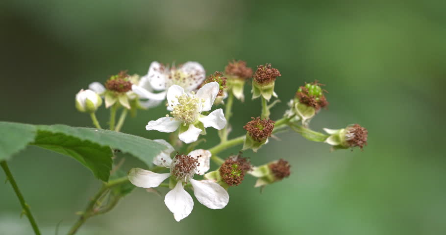 Macro - White flower in the woods