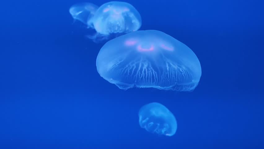 Glowing moon jellyfish floating underwater in a tank, relaxing marine background.