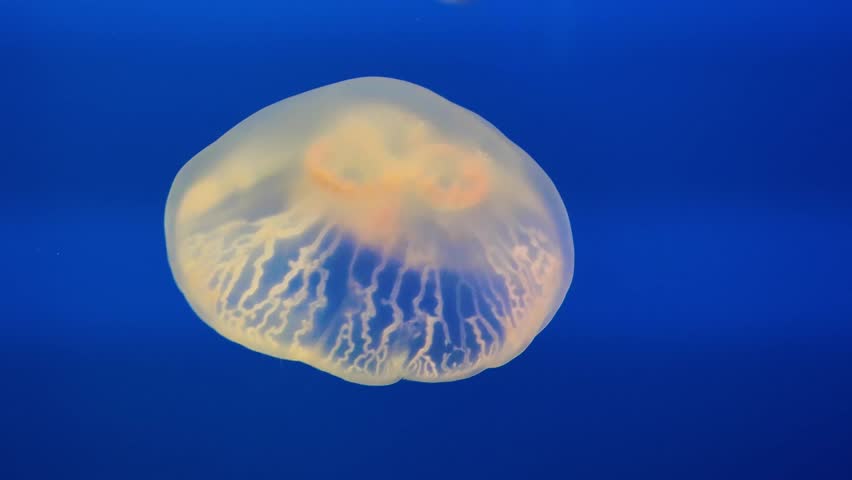 Glowing moon jellyfish floating underwater in a tank, relaxing marine background.