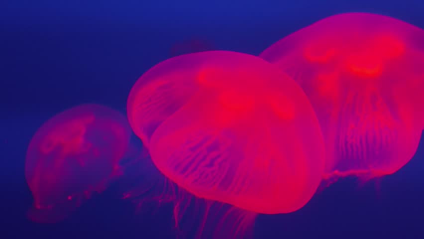 Glowing moon jellyfish floating underwater in a tank, relaxing marine background.