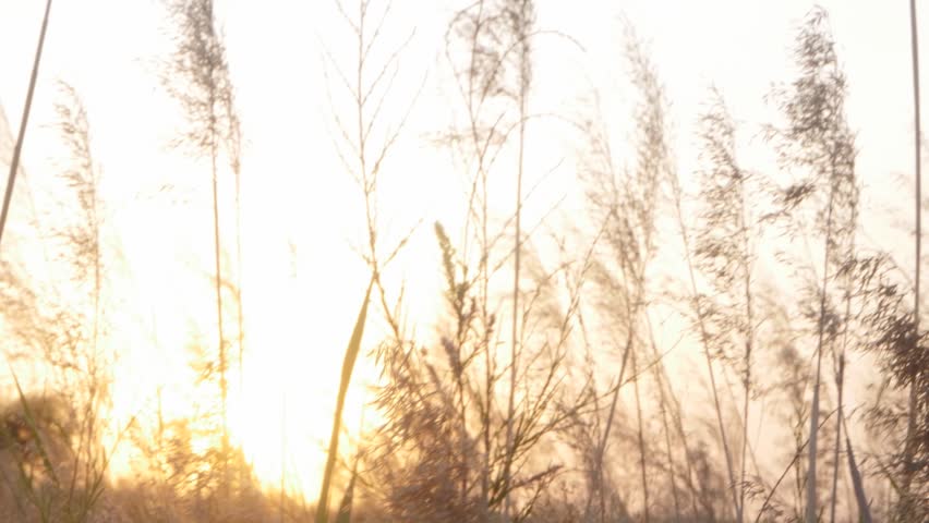 Golden Hour Sunlight Shining Through Tall Wild Grass Stalks In A Meadow