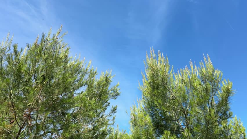 Lush pine trees against blue sky.