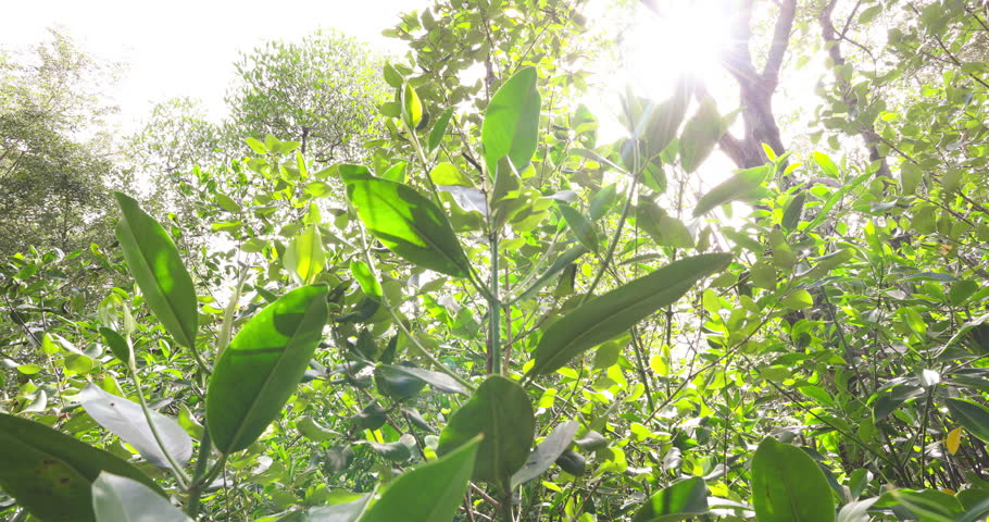 Green mangrove tree leaf forest ecosystem nature landscape nature science concept