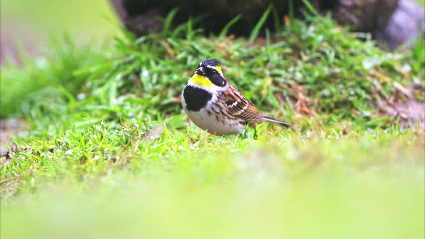 Beautiful wild yellow-throated bunting bird standing on green grass with blurred foreground.