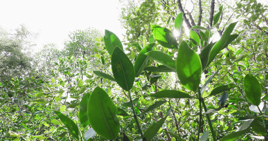 Green mangrove tree leaf forest ecosystem nature landscape nature science concept