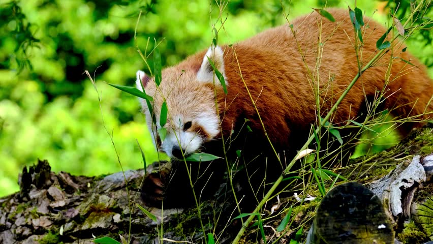 Red panda walking on mossy log while eating green bamboo