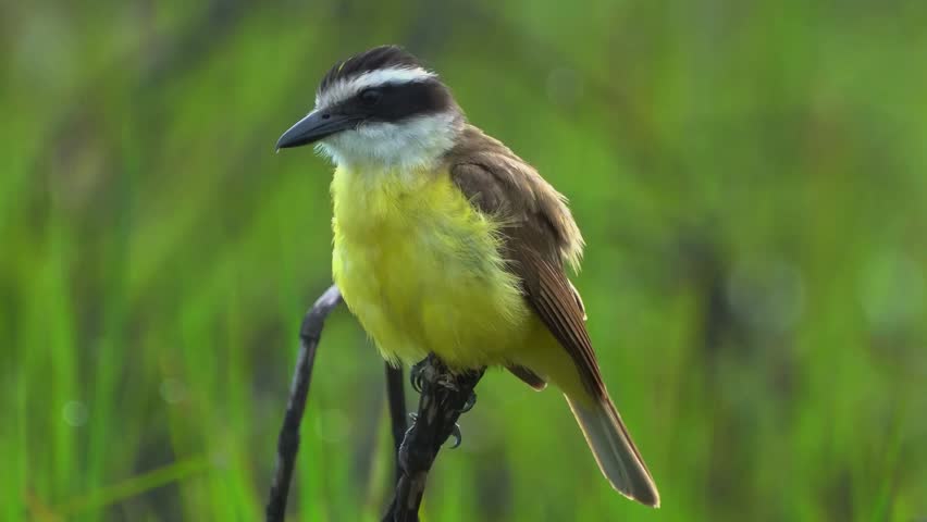 A yellow-breasted great kiskadee bird perching on a thin branch.