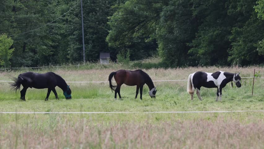 Three colorful horses peacefully eating grass in a fenced pasture next to a lush green forest