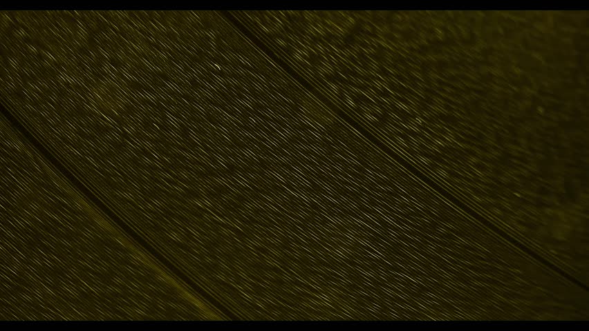 Old vinyl record rotating, macro view