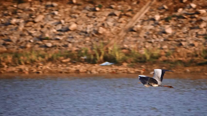 Majestic heron glides gracefully over serene lake water in a vibrant Indian bird sanctuary. Wildlife in its natural habitat in Karnataka, near Bengaluru.