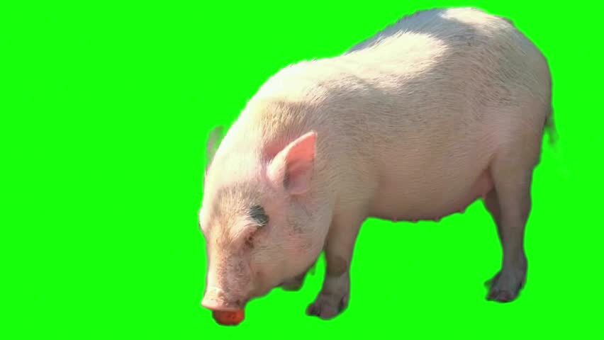 Domestic pig eating food on green screen background.