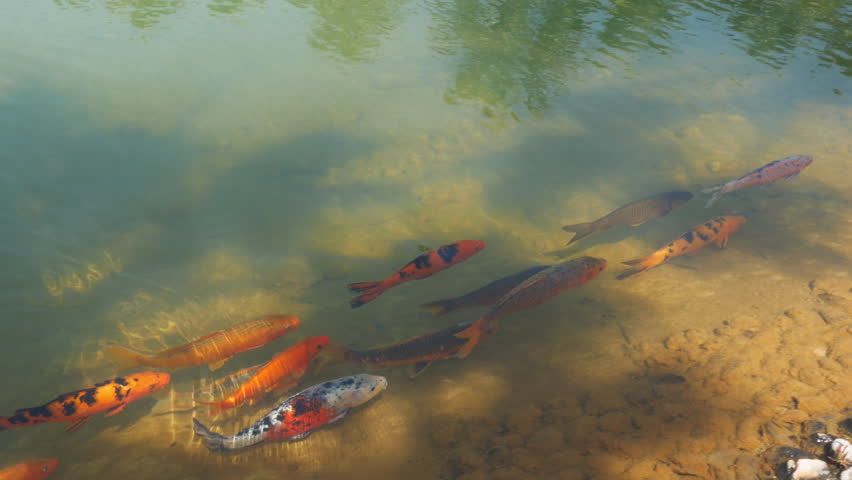 Colorful Koi Fish Swimming in a Shallow Garden Pond, Tracking Shot. Colorful koi fish glide through clear shallow water along a stone edged garden pond, with tree reflections, gentle ripples and warm sunlight creating a peaceful, natural and ornamental aquatic scene.