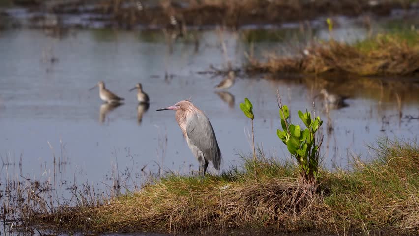 Reddish Egret (Egretta rufescens) in natural coastal wetland habitat captured in stunning 4K resolution wildlife footage.