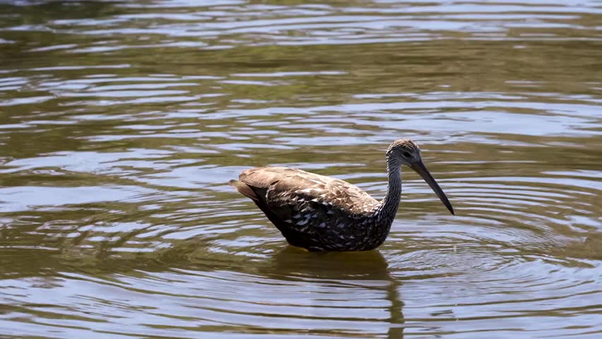 
Limpkin (Aramus guarauna) in natural wetland habitat captured in stunning 4K resolution wildlife footage.