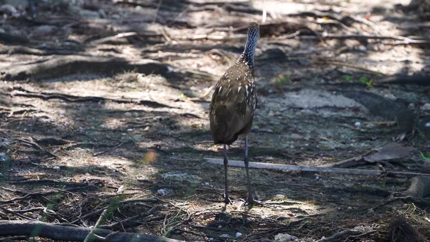 Limpkin (Aramus guarauna) walking through its natural wetland habitat, captured in stunning 4K resolution wildlife footage.