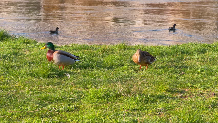 A mallard duck couple with one drake and one female standing on lush green grass beside a calm river while another duck swims behind